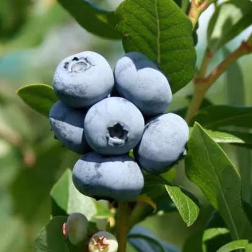 Blueberry img1