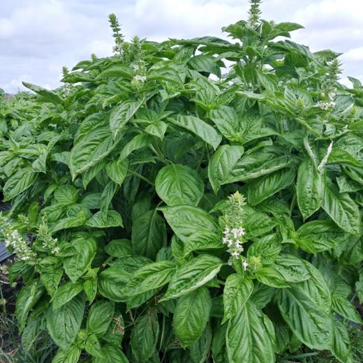 Fresh organic or conventional Herbs img1