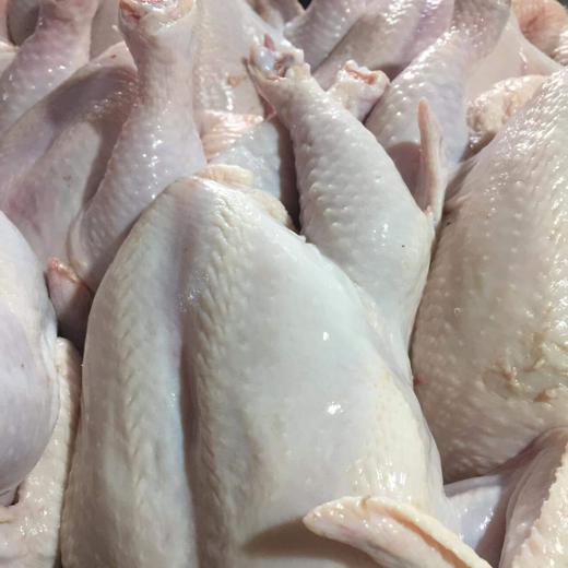 Wholesale Suppliers Premium Quality Halal Frozen Whole Chicken And Chicken feet /paws With Comp