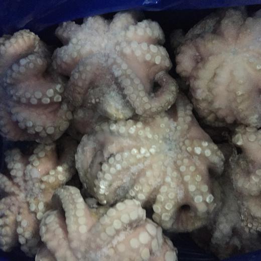 PULPO / OCTOPUS VULGARIS img1