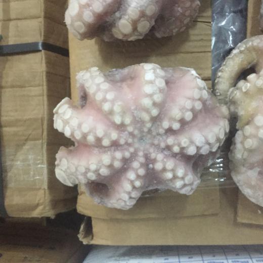 PULPO / OCTOPUS VULGARIS img2