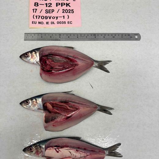 Herring img2