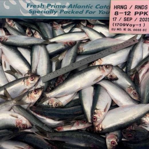 Herring