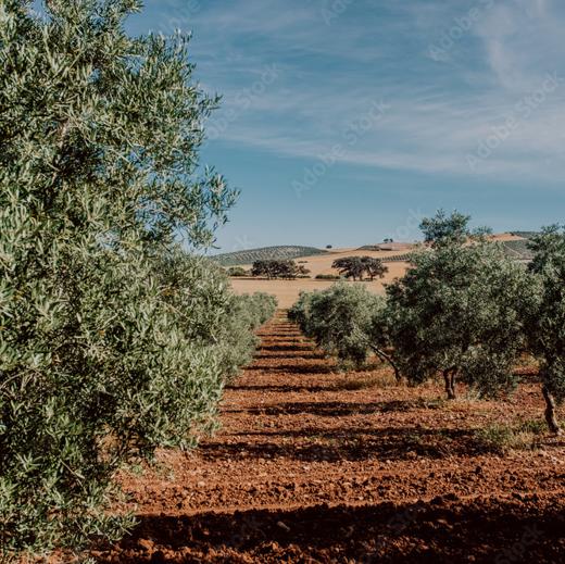 Extra Virgin Olive Oil from Spain, best prices img4