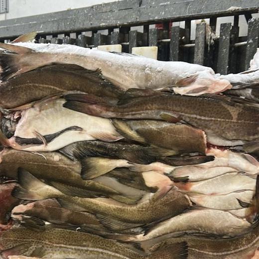 Cod (Gadus morhua) img1