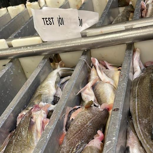 Cod (Gadus morhua) img2