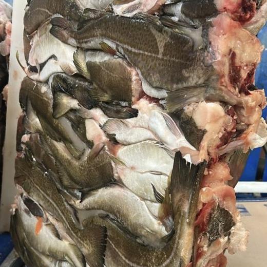 Cod (Gadus morhua) img5