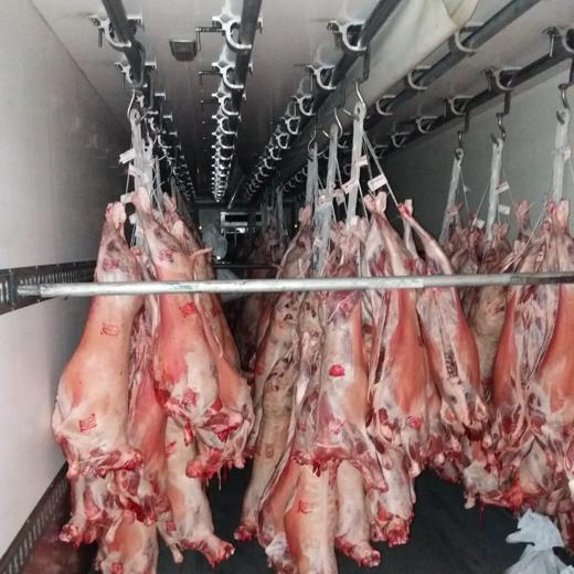 Fresh Lamb Carcasses img3