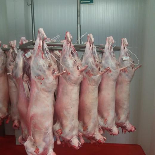 Fresh lamb Carcasses.  Canal Cordero img1