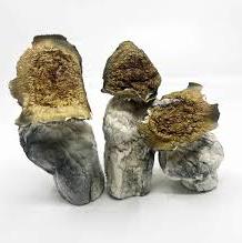 Buy Enigma Magic Mushrooms Online in Canada - Threema: PDUUS34Y
