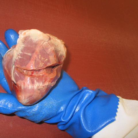 FROZEN PORK WHOLE HEARTS ¡¡*PRC APPROVED!!*