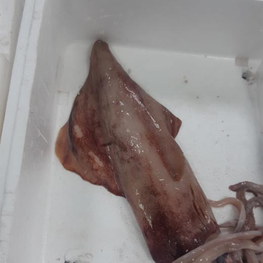 Calamar de Azores congelado img7