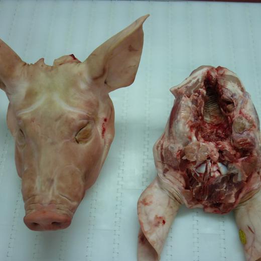 Frozen pork whole heads PRC APPROVED img1