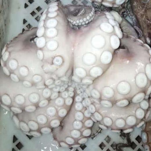 octopus vulgaris img0