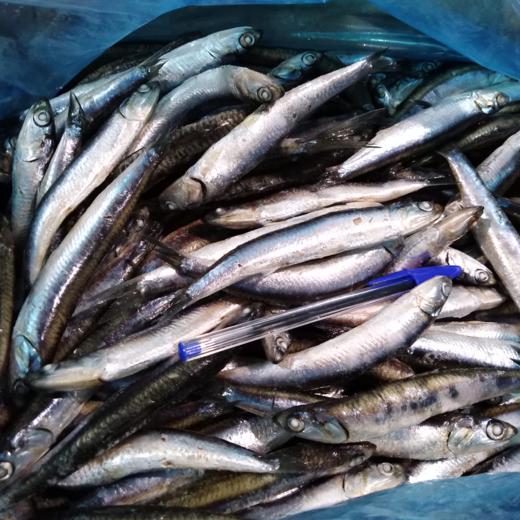 Boquerón Mediterráneo G 40-50 pz IQF (Gutted de-headed IQF anchovies)