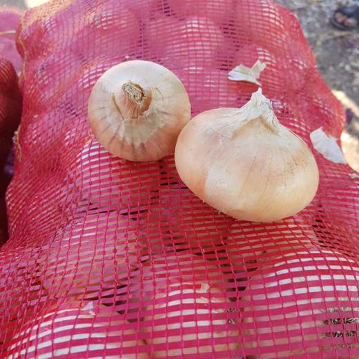 fresh onions ( RED , YELLOW ) img4