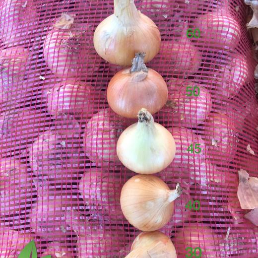 fresh onions ( RED , YELLOW ) img6