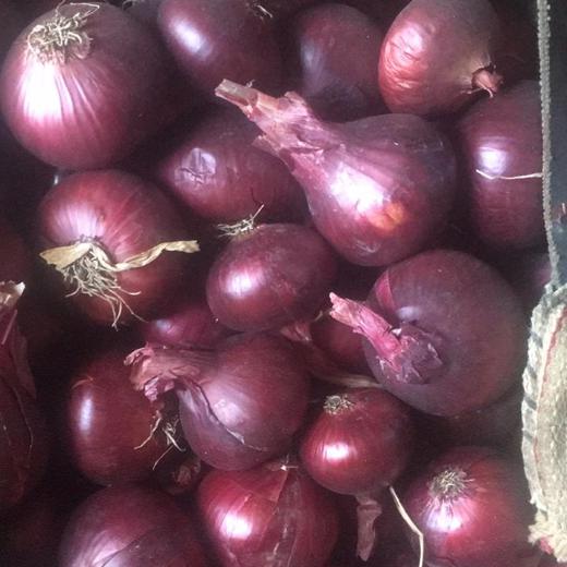 fresh onions ( RED , YELLOW ) img3