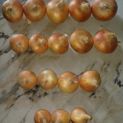 fresh onions ( RED , YELLOW ) img7