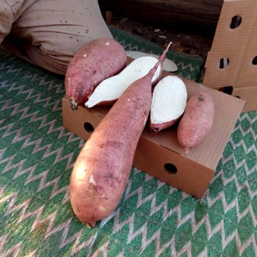 Sweet potatoes img2