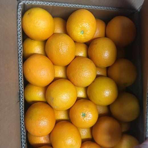Fresh Oranges img1
