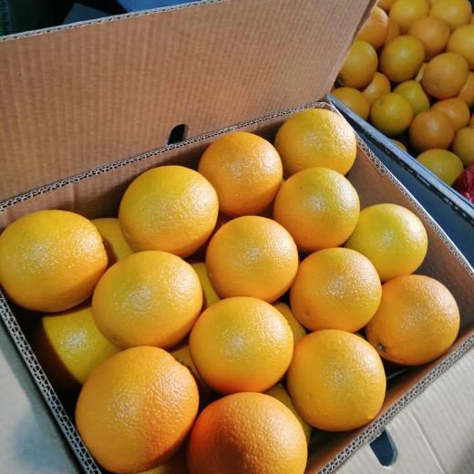 Fresh Oranges img0