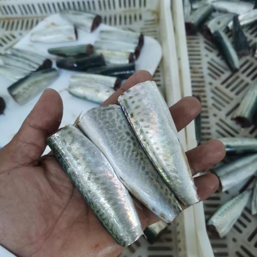 mackerel HGT 9-9.5 cm img0