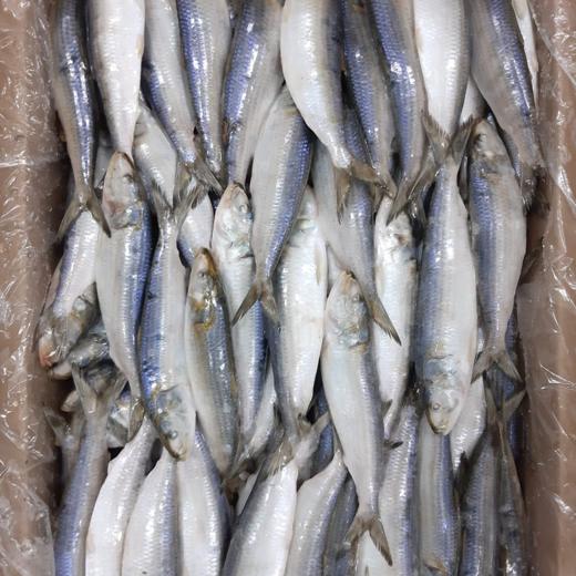 Sardine(Sardinella longiceps)