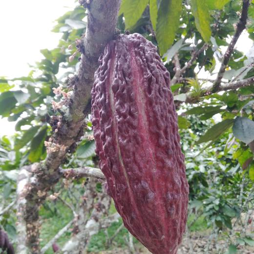 Cacao CCN51