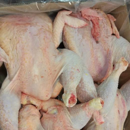 Frozen heavy (breeder) whole hen, 4 pieces/cartons.