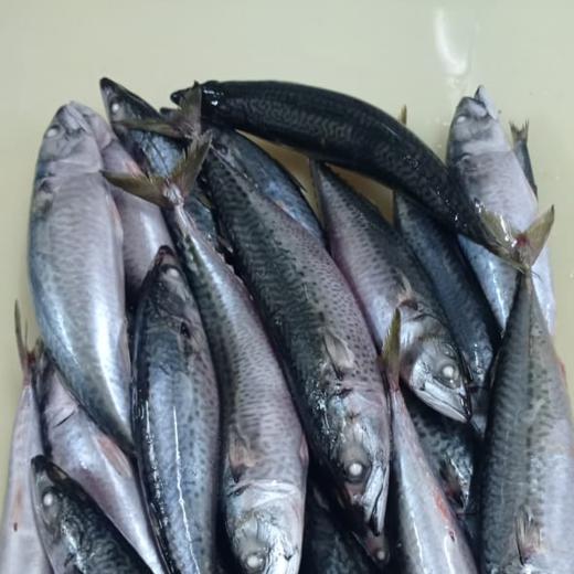 whole round mackerel (scomber colias) img1