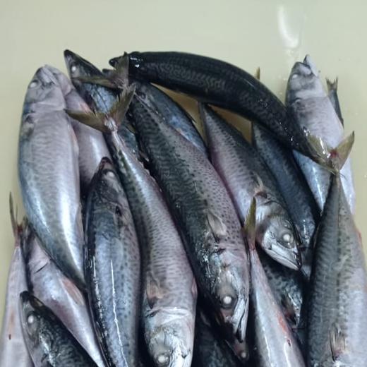 Whole Round Mackerel scomber Colias Claire Global