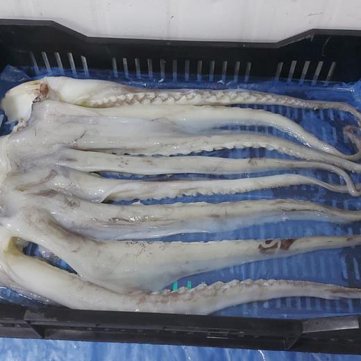 Calamar Gigante Tentaculos
