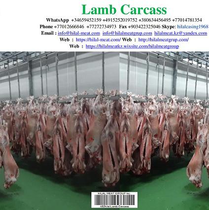 Lamb carcass img5