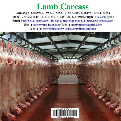 Lamb carcass img6