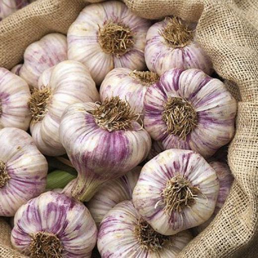 Fresh Garlic (Gribovsky jubilee garlic)