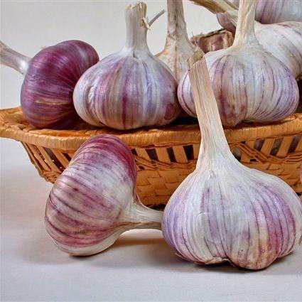 Fresh Garlic (Gribovsky jubilee garlic) img1