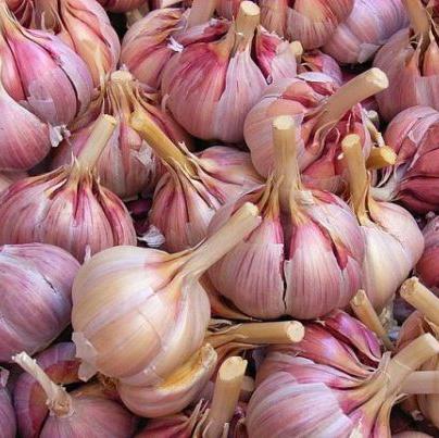 Fresh Garlic (Gribovsky jubilee garlic) img2