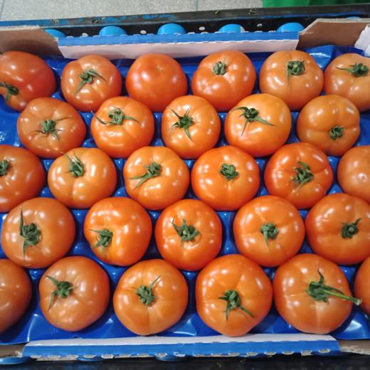 Tomates redondos de Marruecos