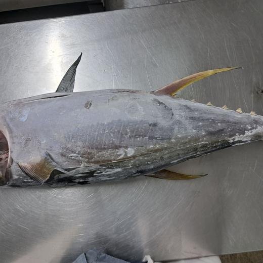 Frozen GG Yellowfin Tuna img2