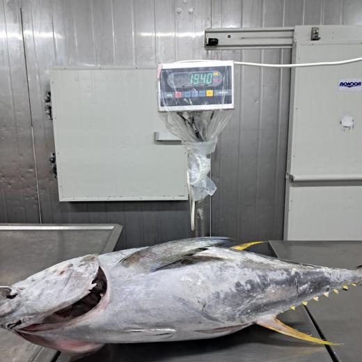 Frozen GG Yellowfin Tuna img1
