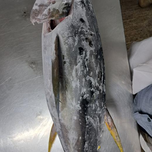 Frozen GG Yellowfin Tuna