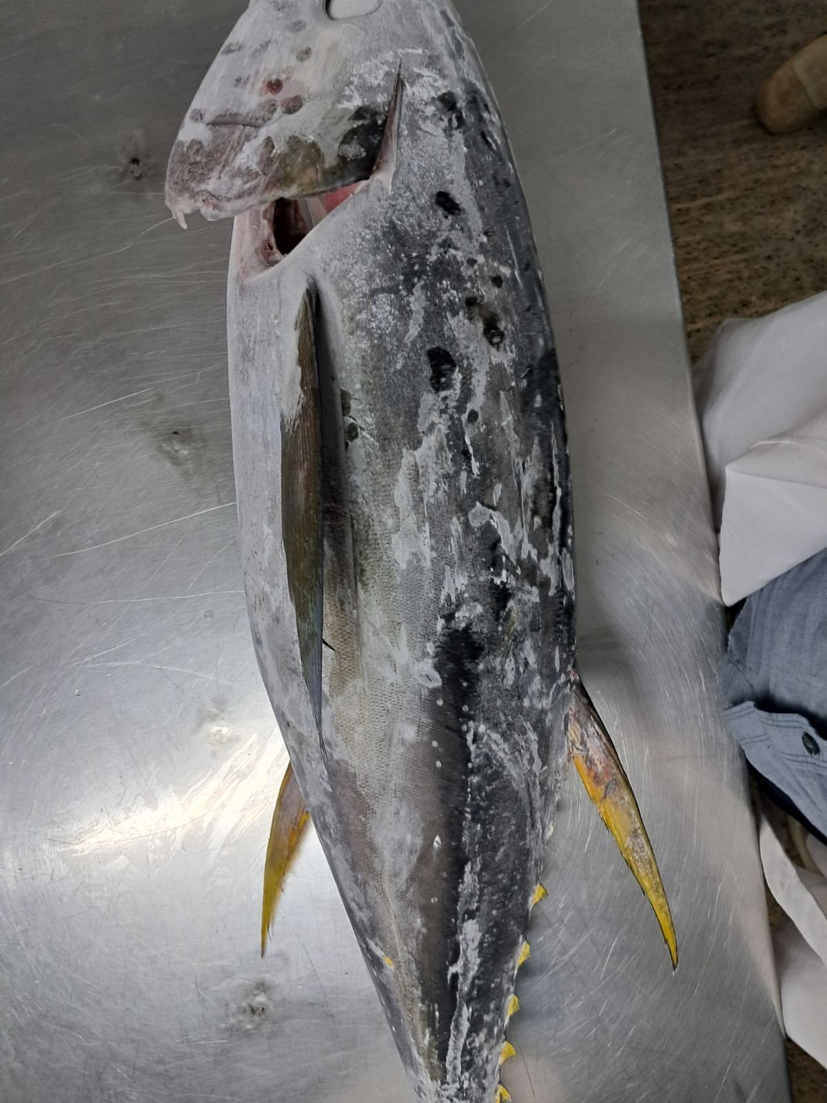 ブラインド Tuna Frozen GG Yellowfin Tuna | Claire Global