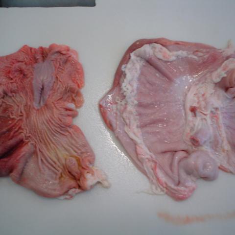 Frozen Pork Stomach img1