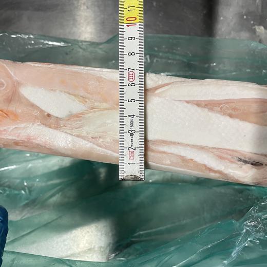 Salmon Bellies 1-3 cm