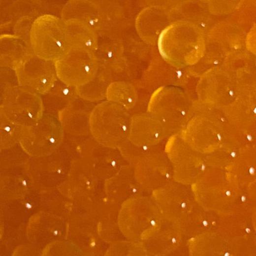 Yellow Colour Trout Roe
