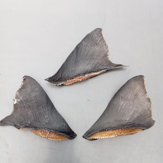 Shark fin/ Aleta de tiburón