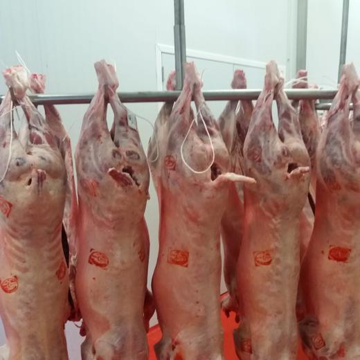 Fresh lamb Carcasses.  Canal Cordero