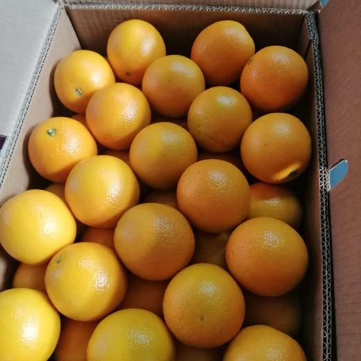 Fresh Oranges img2