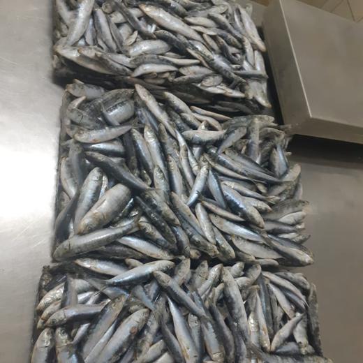 whole round sardine for bait